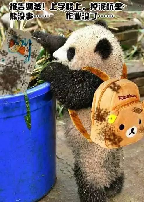 开元棋官方正版下载 菏泽广电小记者国学体验（亲子）之旅 期待您和孩子的加入~