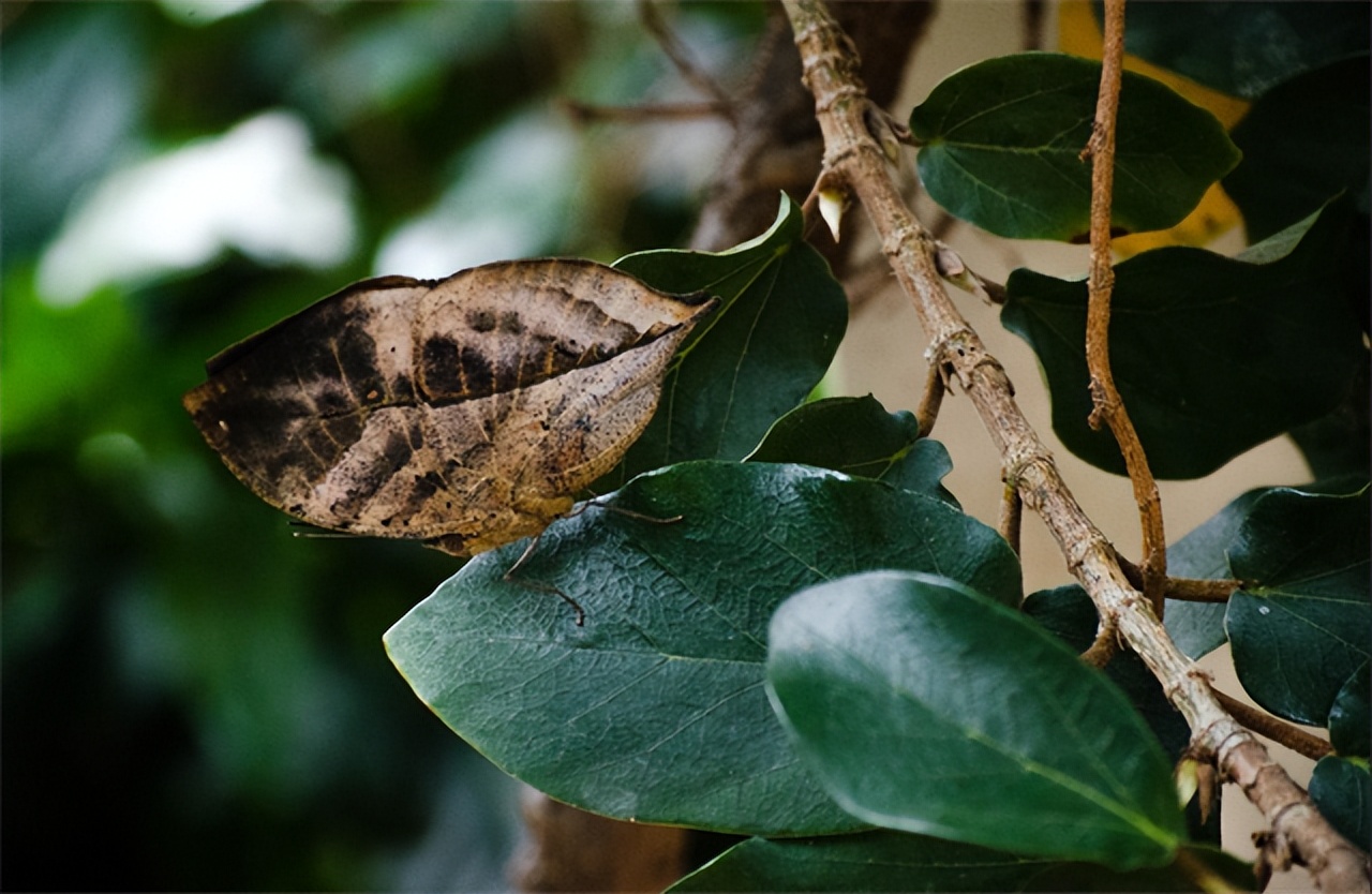 枯叶蝴蝶阅读练习及答案_枯叶蝶伪装技巧_枯叶蝶颜色纹理特征