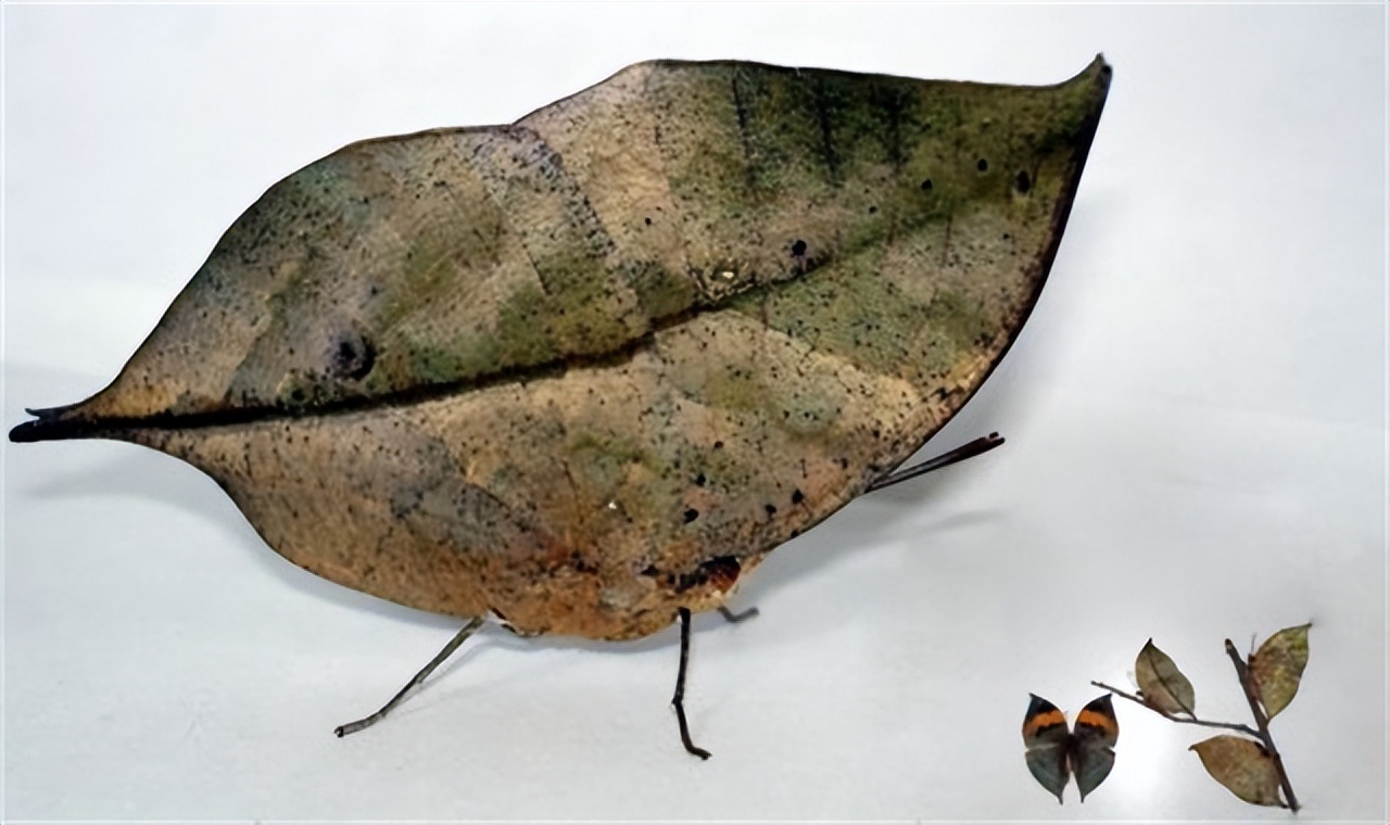枯叶蝴蝶阅读练习及答案_枯叶蝶伪装技巧_枯叶蝶颜色纹理特征
