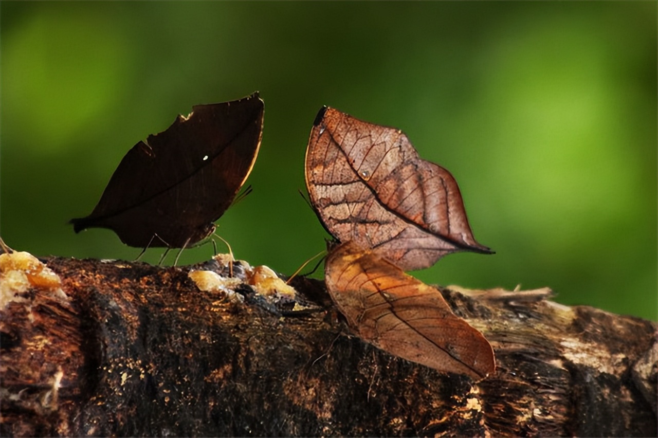 枯叶蝴蝶阅读练习及答案_枯叶蝶伪装技巧_枯叶蝶颜色纹理特征