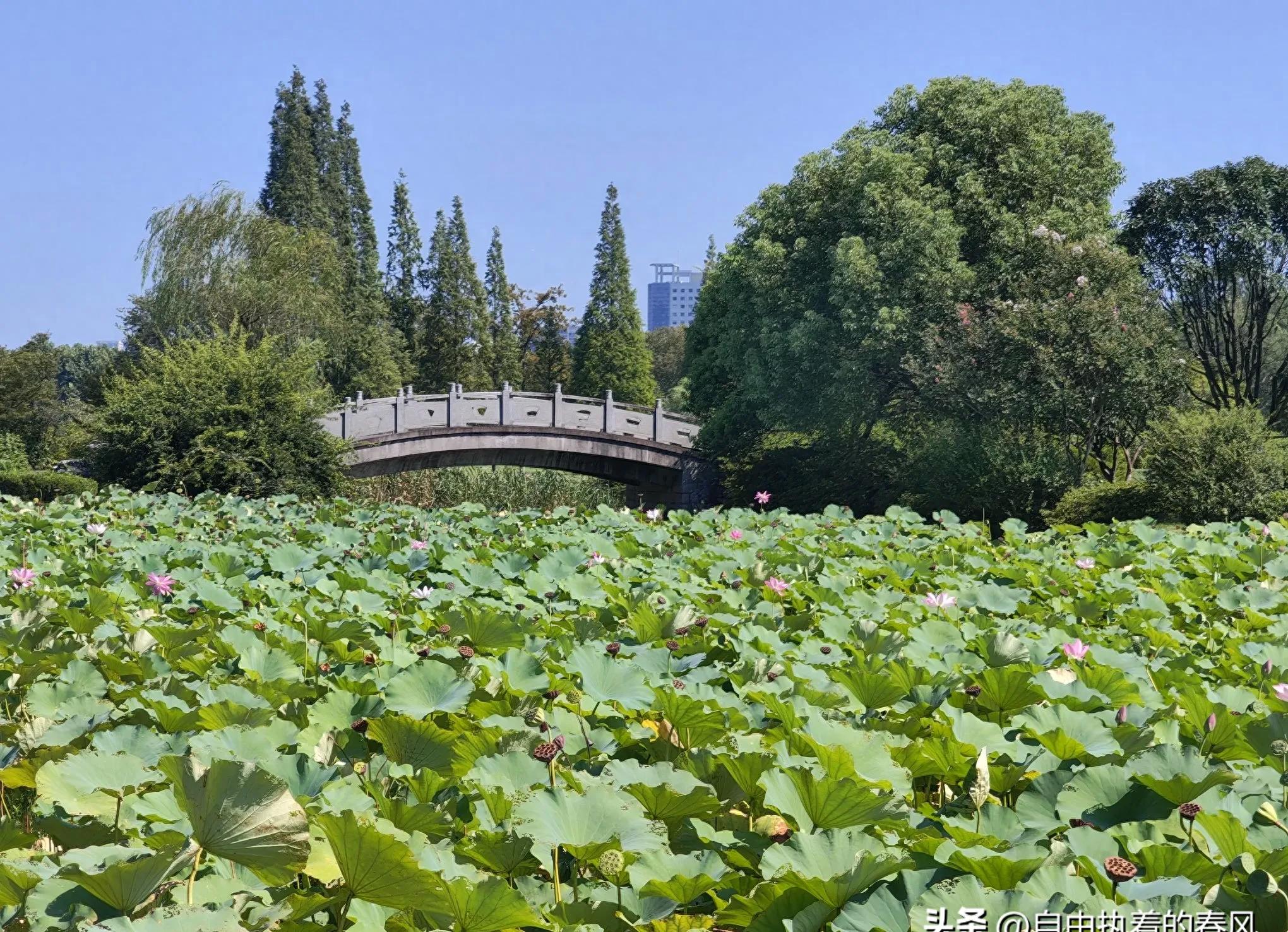 开元棋盘财神捕鱼官网版下载2023 股市直播疯了，观众看傻了，还能信谁的话？