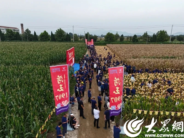登海玉米种哪个产量高_招远农民丰收节_山东招远农业高质量发展