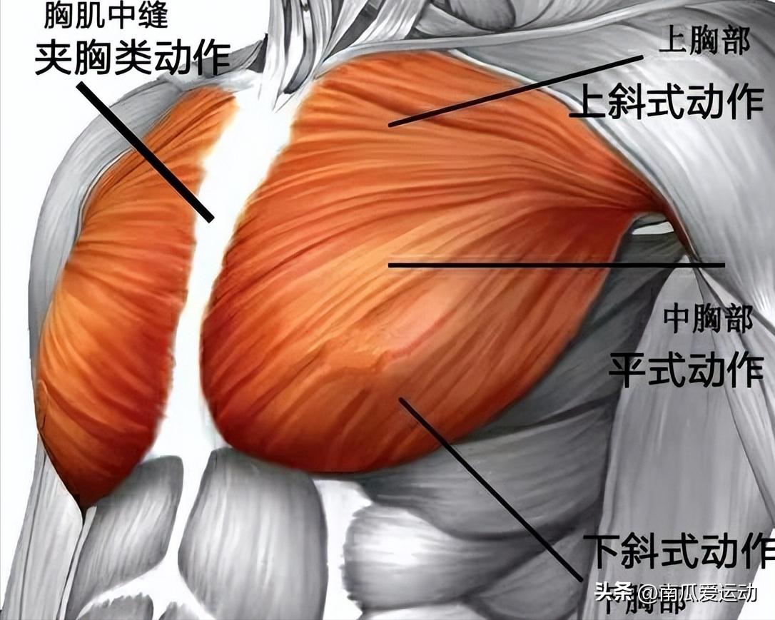 综合训练器 胸肌_高效胸肌打造动作_胸肌训练动作