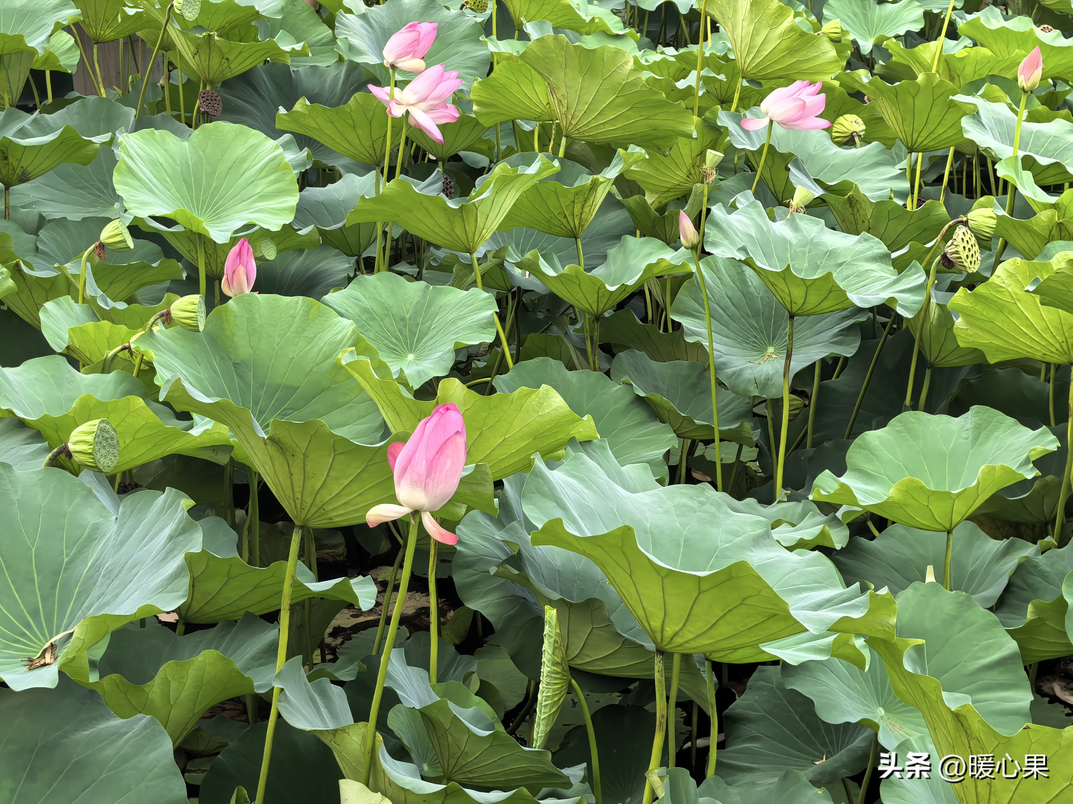 音标和自然拼读的重要性_学音标自然拼读_国际音标表发音及练习