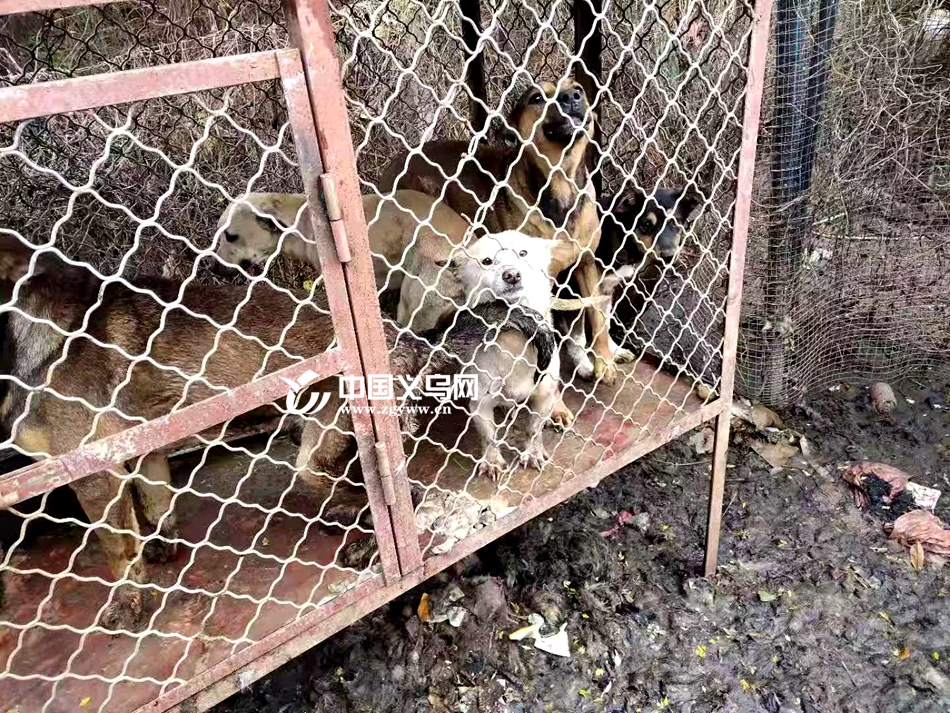 关于偷狗贼的新闻_偷狗贼 义乌犬只 盗窃犬只