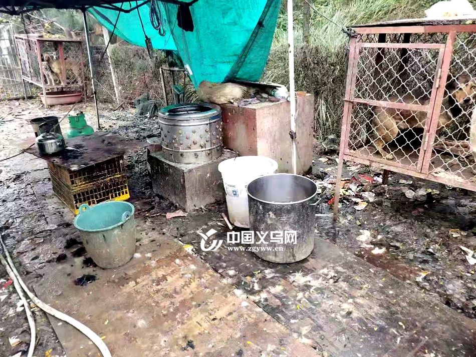 偷狗贼 义乌犬只 盗窃犬只_关于偷狗贼的新闻